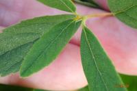 Spiraea x rosalba