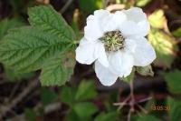 Rubus caesius