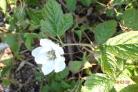 Rubus caesius