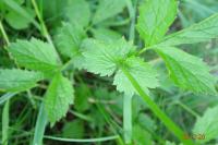 Geum urbanum