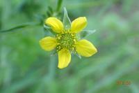 Geum urbanum