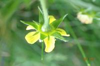 Geum urbanum