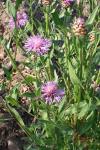 Centaurea jacea