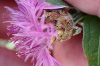 Centaurea jacea