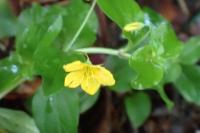 Lysimachia nemorum