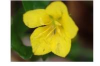Lysimachia nemorum