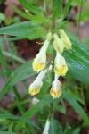 Melampyrum pratense