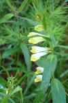 Melampyrum pratense