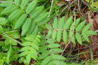 Sorbus aucuparia