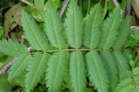 Sorbus aucuparia