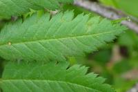 Sorbus aucuparia