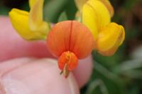 Lotus corniculatus
