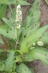 Persicaria maculosa