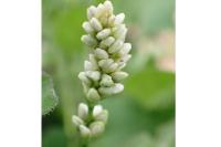 Persicaria maculosa