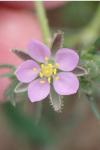 Spergularia rubra