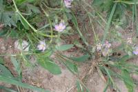 Spergularia rubra