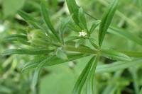 Galium aparine