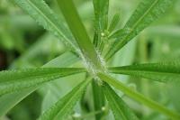 Galium aparine