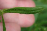 Galium aparine