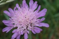 Knautia dipsacifolia