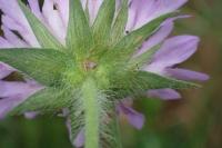 Knautia dipsacifolia
