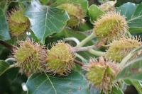 Fagus sylvatica