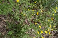 Potentilla intermedia