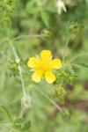 Potentilla intermedia
