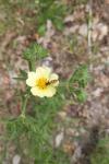 Potentilla recta