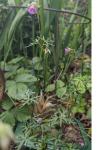 Geranium columbinum