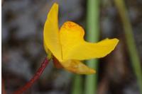 Utricularia neglecta
