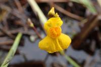 Utricularia neglecta