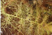 Utricularia neglecta