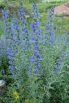 Echium vulgare