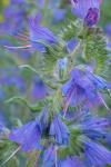 Echium vulgare