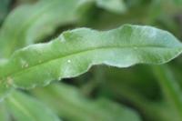 Echium vulgare