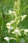 Platanthera chlorantha