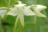 Platanthera chlorantha
