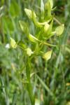 Platanthera chlorantha