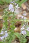 Veronica officinalis