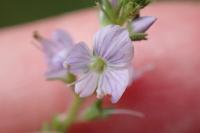 Veronica officinalis