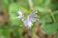 Veronica officinalis