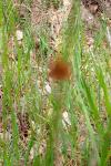 Juncus effusus