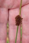 Juncus effusus
