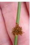 Juncus effusus