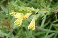 Melampyrum pratense
