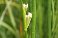 Juncus subnodulosus