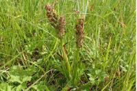 Dactylorhiza incarnata