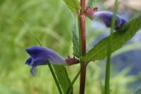 Scutellaria galericulata