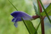 Scutellaria galericulata